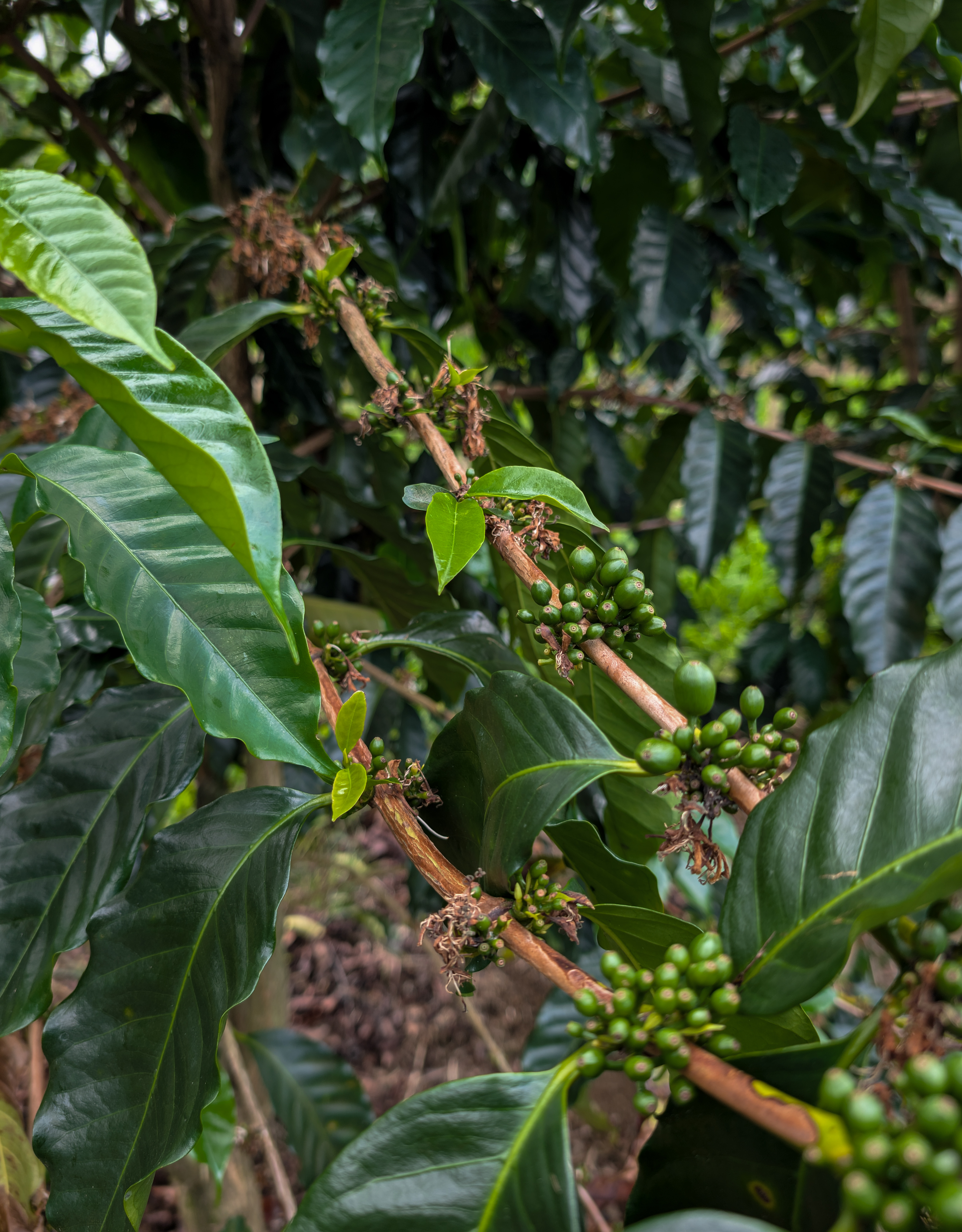 Coffee exploration